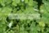 Wood sorrel with rain drops.jpg (117kb)